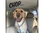 Adopt Chop a Tan/Yellow/Fawn Labrador Retriever / Mixed dog in Evansville