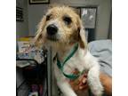Adopt Sadie a White - with Tan, Yellow or Fawn Terrier (Unknown Type