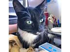 Adopt Tux a Black & White or Tuxedo Domestic Shorthair (short coat) cat in