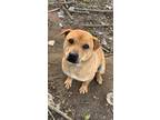 Adopt Dream a Labrador Retriever / Shar Pei / Mixed dog in Cambridge