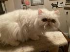 Adopt Peggy a Persian / Mixed (long coat) cat in San Jacinto, CA (38634998)