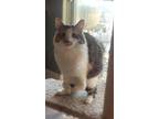 Adopt Celeste AKA Kanga a Domestic Mediumhair / Mixed (short coat) cat in San