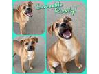 Adopt Rusty a Red/Golden/Orange/Chestnut Mixed Breed (Medium) / Mixed dog in