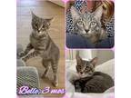 Adopt Belle a Gray or Blue Domestic Shorthair (short coat) cat in Dallas