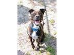 Adopt Carmela a Mixed Breed (Medium) / Mixed dog in Ocala, FL (38634776)