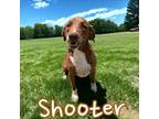 Adopt Shooter a Hound (Unknown Type) / Mixed dog in Springfield, TN (38634673)