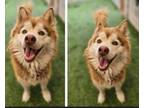 Adopt Red **Rescue Center** a Red/Golden/Orange/Chestnut - with White Alaskan