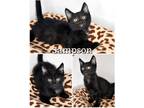 Adopt Sampson a All Black Domestic Shorthair (short coat) cat in Saint James