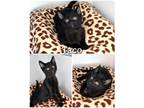 Adopt Taco a All Black Domestic Shorthair (short coat) cat in Saint James