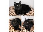 Adopt Pico a All Black Domestic Mediumhair (medium coat) cat in Saint James
