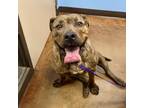 Adopt Bruisington a Brindle American Pit Bull Terrier / Mixed dog in Dallas