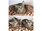 Adopt Mrs Puff a Brown Tabby Domestic Shorthair (short coat) cat in Saint James