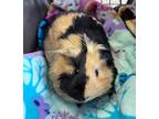 Adopt Azumi a Guinea Pig small animal in Scotts Valley, CA (38634190)