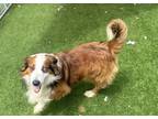 Adopt Wally a English Shepherd / Mixed dog in Pittsfield, IL (38634258)