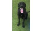 Adopt Shadow a Labrador Retriever / Mixed Breed (Medium) / Mixed dog in