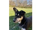 Adopt Chloe a Husky / Mixed dog in Pittsfield, IL (38634255)