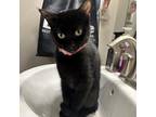 Adopt Luna a All Black Domestic Shorthair / Mixed cat in Rochester