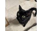 Adopt Nova a All Black Domestic Shorthair / Mixed cat in Rochester