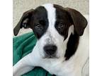 Adopt Merlot a White - with Tan, Yellow or Fawn Labrador Retriever / Foxhound /