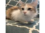 Adopt Kai a Calico or Dilute Calico Domestic Mediumhair / Mixed cat in