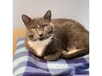 Adopt Lil Bit a Gray or Blue Domestic Shorthair / Mixed cat in Milford