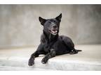 Adopt Ponyo a Black - with White Mixed Breed (Medium) / Mixed dog in Los