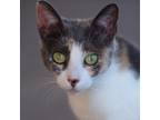 Adopt Yew a Domestic Shorthair / Mixed cat in Kanab, UT (38633530)