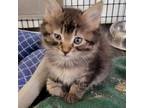 Adopt Atticus a Gray or Blue Domestic Mediumhair / Mixed cat in Kingman