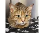 Adopt Sadie J a Gray or Blue Domestic Shorthair / Mixed cat in Philadelphia