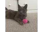 Adopt Earl Grey a Gray or Blue Domestic Shorthair / Mixed cat in Los Angeles