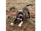 Adopt Sylvester a Gray/Silver/Salt & Pepper - with White American Staffordshire