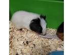 Adopt WASHINGTON a Guinea Pig small animal in Las Vegas, NV (38633212)