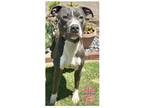 Adopt COH Rahlo a Gray/Silver/Salt & Pepper - with White Pit Bull Terrier /