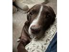 Adopt Canelo a Brown/Chocolate - with White American Pit Bull Terrier / Labrador