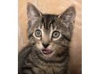 Adopt Taylor a Brown Tabby Domestic Shorthair (short coat) cat in Chicago