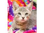 Adopt Bogie a Gray, Blue or Silver Tabby Domestic Shorthair (short coat) cat in