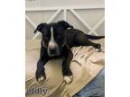 Adopt Cole a Black Labrador Retriever dog in Butler, KY (38632378)
