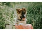 Adopt Daisy a Black - with Tan, Yellow or Fawn German Shepherd Dog / Siberian