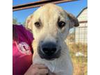 Adopt Walker a Tan/Yellow/Fawn Mixed Breed (Medium) / Mixed dog in Midland