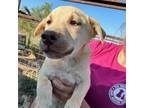 Adopt Sandy a White - with Tan, Yellow or Fawn Mixed Breed (Medium) / Mixed dog