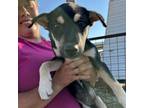 Adopt Coco a Black Mixed Breed (Medium) / Mixed dog in Midland, TX (38632176)