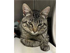 Adopt Roberto a Brown or Chocolate Domestic Shorthair / Domestic Shorthair /
