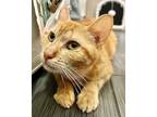 Adopt Mama Ginger a Orange or Red Tabby Domestic Shorthair (short coat) cat in