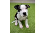 Adopt Oreo a Black - with White American Pit Bull Terrier / Mixed dog in San
