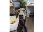 Adopt Gizmo a Gray/Blue/Silver/Salt & Pepper Doberman Pinscher / Mixed dog in