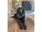 Adopt Duke John a Black Bloodhound / Retriever (Unknown Type) / Mixed dog in