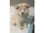 Adopt Pearl a Tan/Yellow/Fawn Chow Chow / Mixed dog in Columbia, MS (38631772)