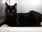 Adopt Miwon a All Black Domestic Shorthair (short coat) cat in Phoenix