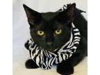 Adopt OREO a All Black Domestic Shorthair (short coat) cat in Irvine