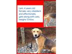 Adopt Lani a Tricolor (Tan/Brown & Black & White) Foxhound / Beagle / Mixed dog